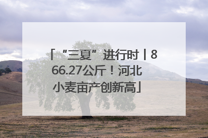 “三夏”进行时丨866.27公斤！河北小麦亩产创新高