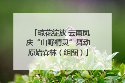 琼花绽放 云南凤庆“山野精灵”舞动原始森林（组图）