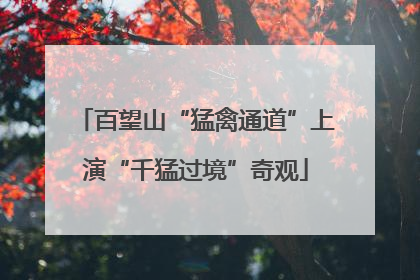 百望山“猛禽通道”上演“千猛过境”奇观