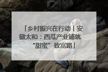 乡村振兴在行动丨安徽太和：西瓜产业铺就“甜蜜”致富路