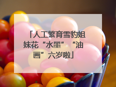 人工繁育雪豹姐妹花“水墨”“油画”六岁啦