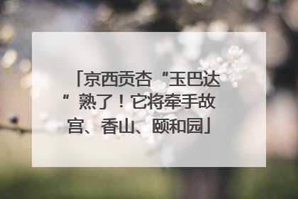 京西贡杏“玉巴达”熟了！它将牵手故宫、香山、颐和园