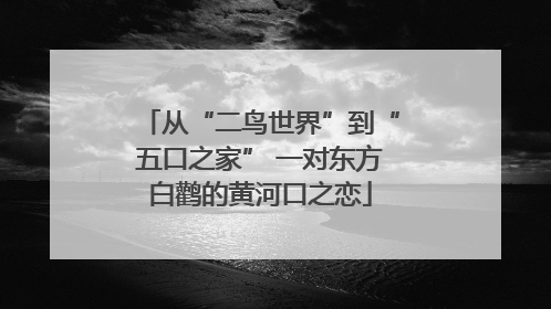 从“二鸟世界”到“五口之家” 一对东方白鹳的黄河口之恋