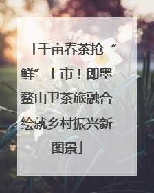 千亩春茶抢“鲜”上市！即墨鳌山卫茶旅融合绘就乡村振兴新图景