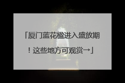厦门蓝花楹进入盛放期！这些地方可观赏→