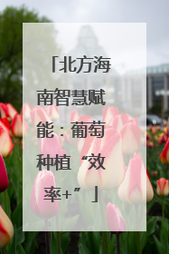 北方海南智慧赋能：葡萄种植“效率+”