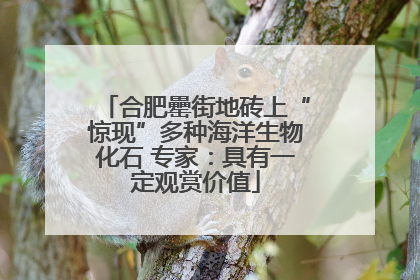 合肥罍街地砖上“惊现”多种海洋生物化石 专家：具有一定观赏价值