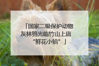 国家二级保护动物灰林鸮光临竹山上庸“鲜花小镇”