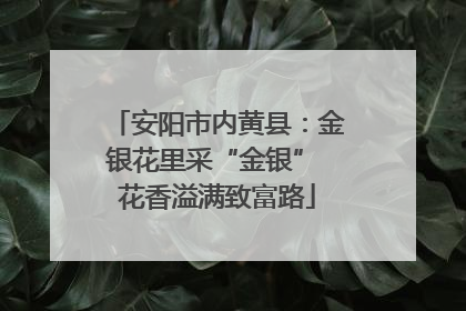 安阳市内黄县：金银花里采“金银” 花香溢满致富路
