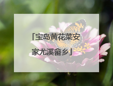 宝岛黄花菜安家尤溪畲乡