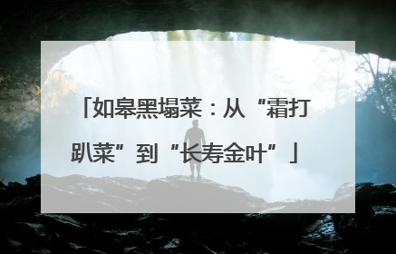 如皋黑塌菜：从“霜打趴菜”到“长寿金叶”