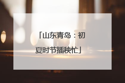 山东青岛：初夏时节插秧忙