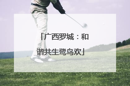 广西罗城：和谐共生鹭鸟欢