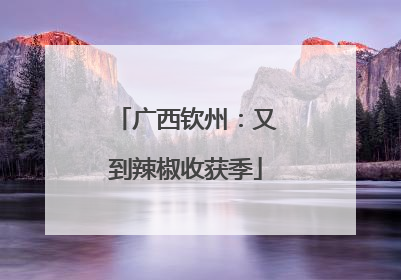 广西钦州：又到辣椒收获季