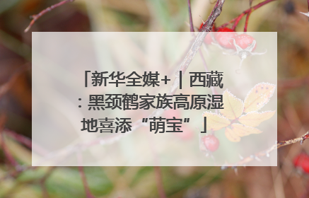 新华全媒+｜西藏：黑颈鹤家族高原湿地喜添“萌宝”