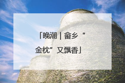 晚潮｜畲乡“金枕”又飘香