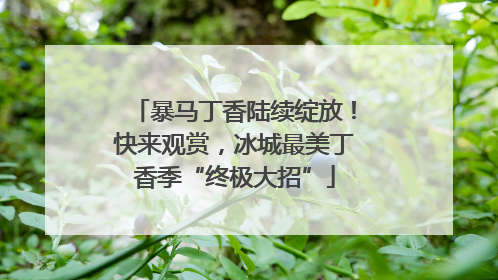 暴马丁香陆续绽放！快来观赏，冰城最美丁香季“终极大招”