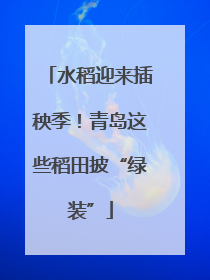 水稻迎来插秧季！青岛这些稻田披“绿装”