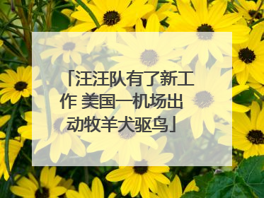 汪汪队有了新工作 美国一机场出动牧羊犬驱鸟