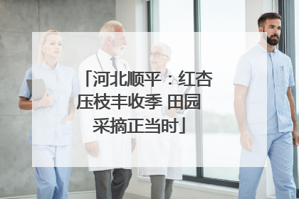 河北顺平：红杏压枝丰收季 田园采摘正当时