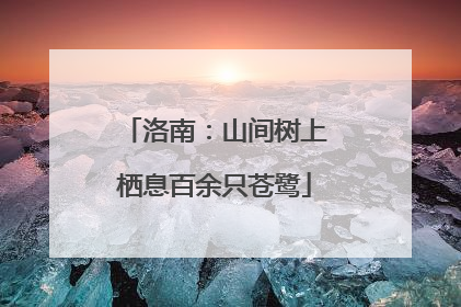 洛南：山间树上栖息百余只苍鹭