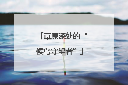 草原深处的“候鸟守望者”