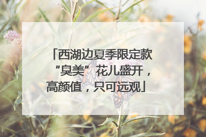 西湖边夏季限定款“臭美”花儿盛开，高颜值，只可远观
