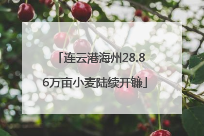连云港海州28.86万亩小麦陆续开镰