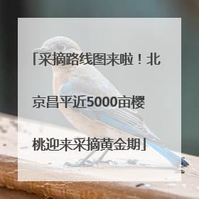 采摘路线图来啦！北京昌平近5000亩樱桃迎来采摘黄金期