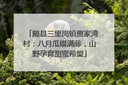 随县三里岗镇贾家湾村：八月瓜缀满藤，山野孕育甜蜜希望