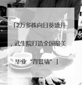 2万多株向日葵盛开，武生院打造全国最美毕业“背景墙”